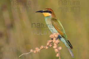 Photos of European Bee-eater (Merops apiaster)