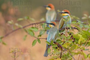 Photos of European Bee-eater (Merops apiaster)