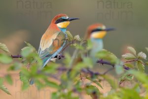 Photos of European Bee-eater (Merops apiaster)