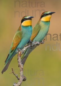 Foto di Gruccione (Merops apiaster)