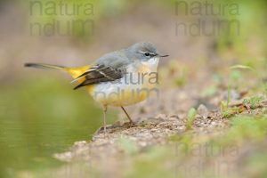 Foto di Ballerina gialla (Motacilla cinerea)