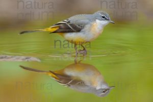 Photos of Grey Wagtail (Motacilla cinerea)