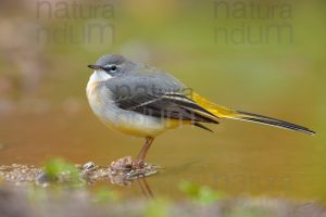 Photos of Grey Wagtail (Motacilla cinerea)