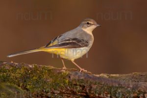 Photos of Grey Wagtail (Motacilla cinerea)