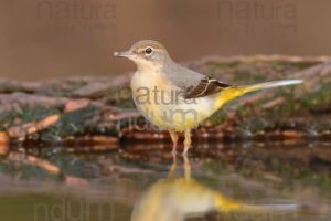 Foto di Ballerina gialla (Motacilla cinerea)