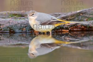 Foto di Ballerina gialla (Motacilla cinerea)