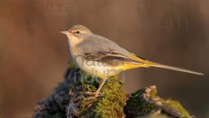 Photos of Grey Wagtail (Motacilla cinerea)