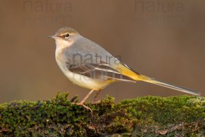 Foto di Ballerina gialla (Motacilla cinerea)