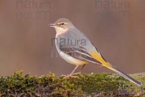 Photos of Grey Wagtail (Motacilla cinerea)