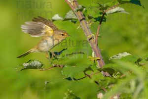 Photos of Common Chiffchaff (Phylloscopus collybita)