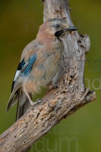 Foto di Ghiandaia comune (Garrulus glandarius)