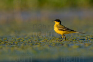 Foto di Cutrettola (Motacilla flava)