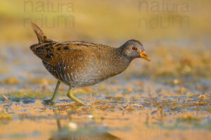 Photos of Spotted Crake (Porzana porzana)