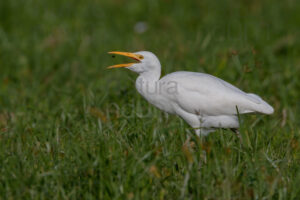 Foto di Airone guardabuoi (Bubulcus ibis)