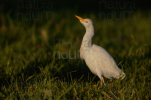 Photos of Cattle Egret (Bubulcus ibis)