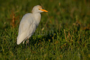 Photos of Cattle Egret (Bubulcus ibis)