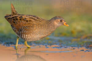 Photos of Spotted Crake (Porzana porzana)