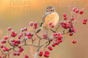 Foto di Saltimpalo (Saxicola rubicola)