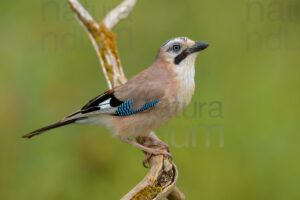 Foto di Ghiandaia comune (Garrulus glandarius)