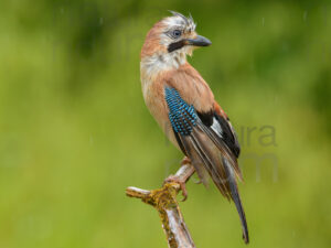 Photos of Eurasian Jay (Garrulus glandarius)