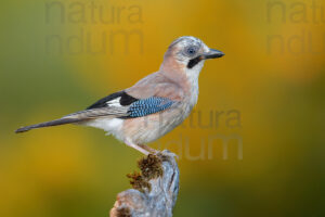 Photos of Eurasian Jay (Garrulus glandarius)