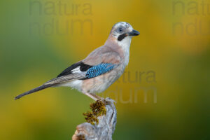 Photos of Eurasian Jay (Garrulus glandarius)