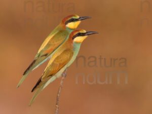 foto di Gruccione (Merops apiaster)