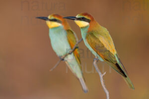 foto di Gruccione (Merops apiaster)