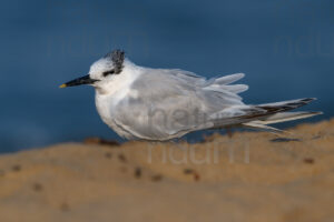 Photos of Sandwich Tern (Thalasseus sandvicensis)