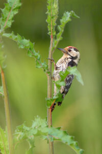 Foto di Picchio rosso minore (Dendrocopos minor)