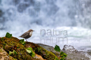 Foto di Merlo acquaiolo (Cinclus cinclus)