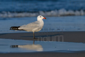 Photos of Audouin's Gull (Larus audouinii)