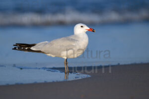 Photos of Audouin's Gull (Larus audouinii)