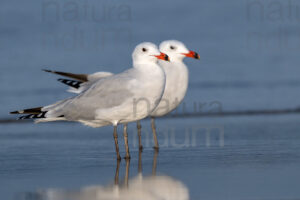 Photos of Audouin's Gull (Larus audouinii)