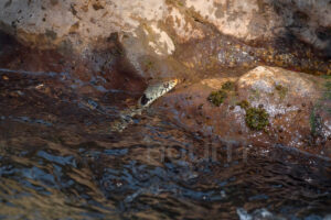 Photos of Barred grass snake (Natrix helvetica)