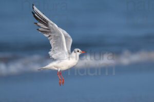 Foto di Gabbiano comune (Chroicocephalus ridibundus)