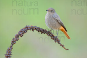 Foto di Codirosso spazzacamino (Phoenicurus ochruros)