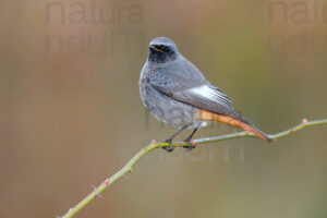 Photos of Black Redstart (Phoenicurus ochruros)