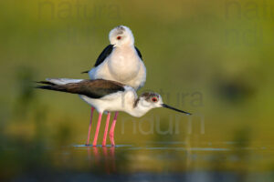 Foto di Cavaliere d'Italia (Himantopus himantopus)