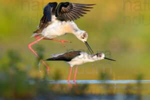 Black-winged Stilt images (Himantopus himantopus)