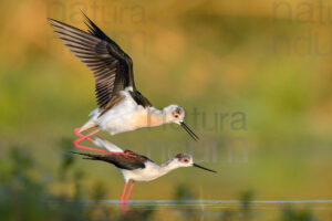 Foto di Cavaliere d'Italia (Himantopus himantopus)