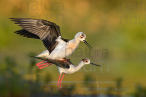 Black-winged Stilt images (Himantopus himantopus)