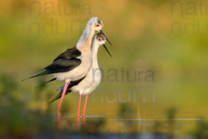 Foto di Cavaliere d'Italia (Himantopus himantopus)