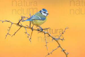 Photos of Blue Tit (Cyanistes caeruleus)