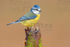 Photos of Blue Tit (Cyanistes caeruleus)