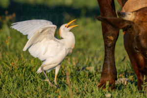 Foto di Airone guardabuoi (Bubulcus ibis)