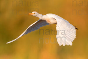 Photos of Cattle Egret (Bubulcus ibis)