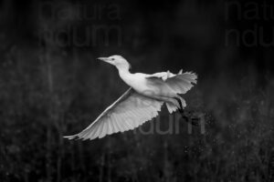 Photos of Cattle Egret (Bubulcus ibis)