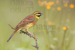 Foto di Zigolo nero (Emberiza cirlus)