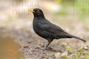 Photos of Common Blackbird (Turdus merula)